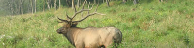 Wisconsin Farm Raised Elk